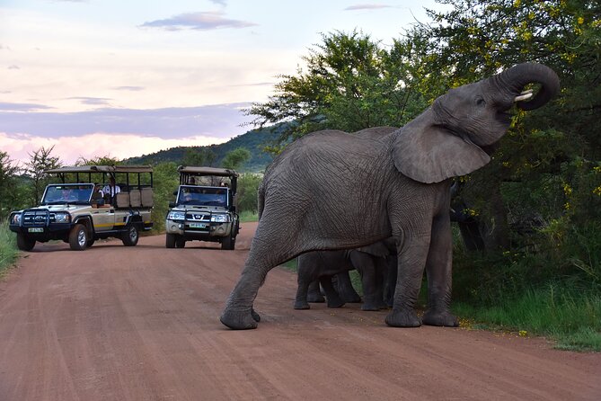 3-Hour Private Game Drive of Pilanesberg National Park - Starting at Sun City or the Welcome Centre