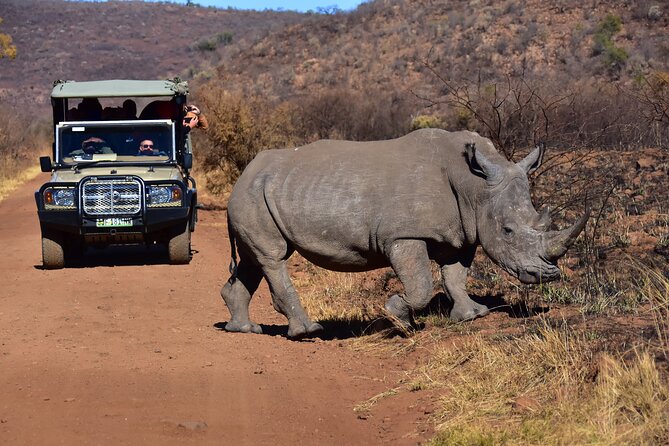 3-Hour Private Game Drive of Pilanesberg National Park - Morning or afternoon: choosing your departure