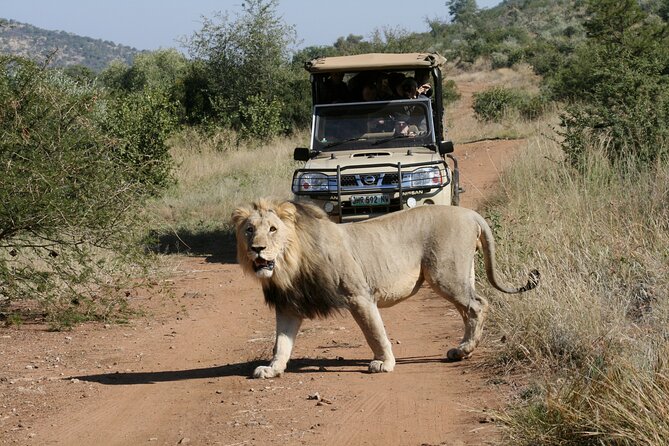 3-Hour Private Game Drive of Pilanesberg National Park - Who should book this Pilanesberg drive?