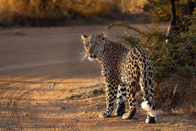 3-Hour Safari Tour in Pilanesberg National Park - What the open safari vehicle changes