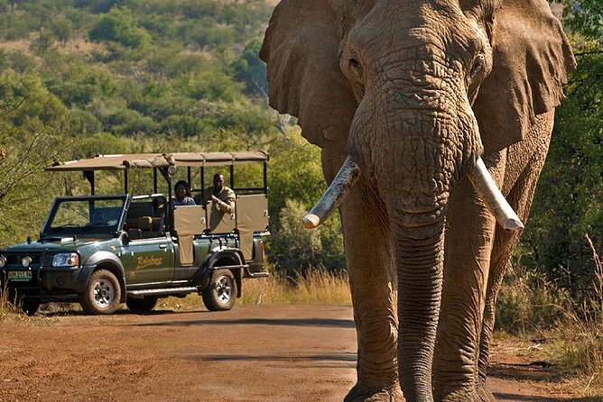3-Hour Safari Tour in Pilanesberg National Park - The value of $60.35 per person