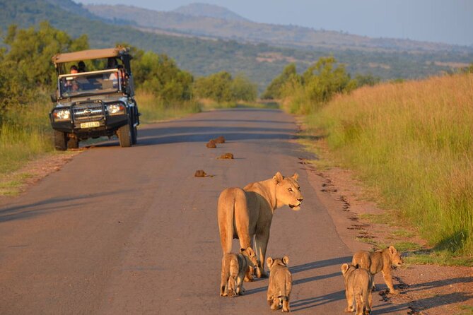 3-Hour Scheduled Safari Game Drive in Pilanesberg National Park - Key points at a glance