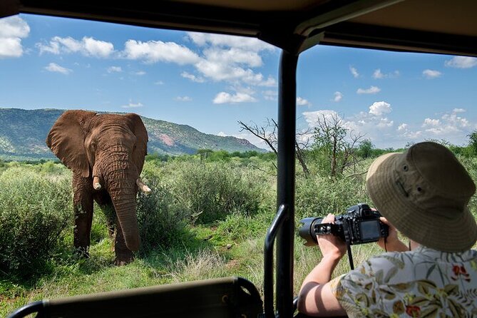 3-Hour Scheduled Safari Game Drive in Pilanesberg National Park - Why a three-hour Pilanesberg safari works