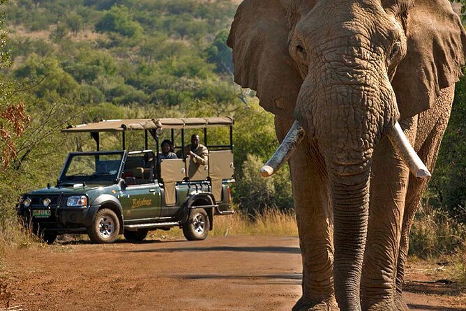 3-Hour Scheduled Safari Game Drive in Pilanesberg National Park - Why timing and dry conditions matter