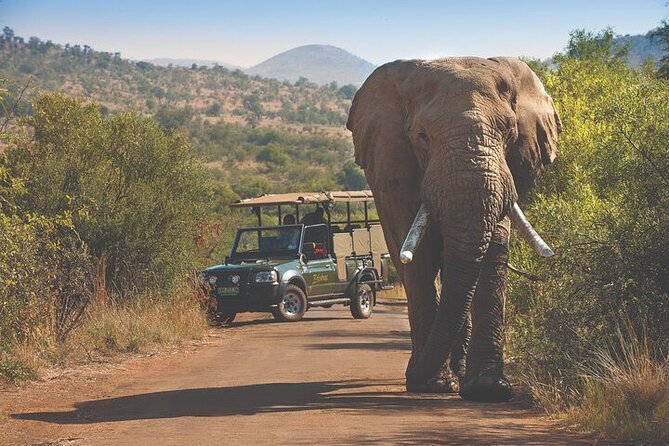 3-Hour Scheduled Safari Game Drive in Pilanesberg National Park - What $54.80 includes