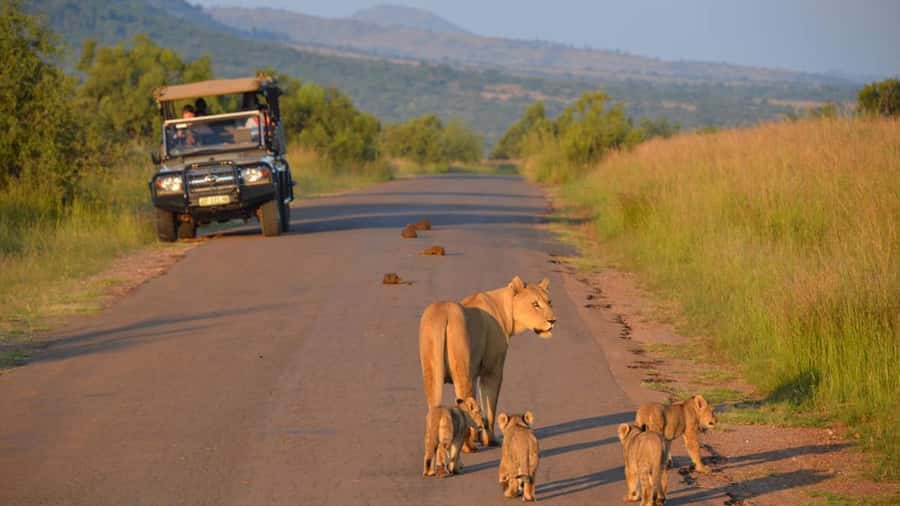 3-Hour Shared Game Drive in Pilanesberg National Park - Booking Flexibility and Practical Details