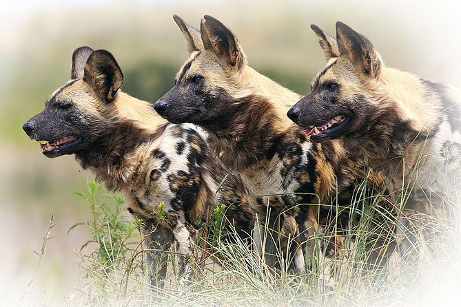 3 Night & 4 Day Private Kruger Park Safari - Day 3: The strongest full day for wildlife time