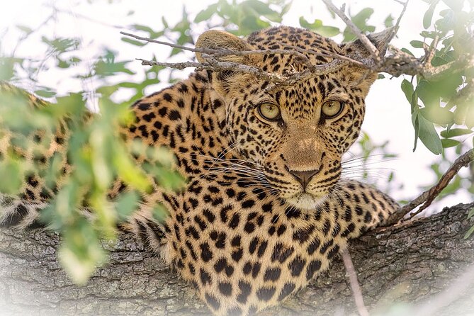 3 Night & 4 Day Private Kruger Park Safari - Day 4: Sunrise sightings before the transfer out