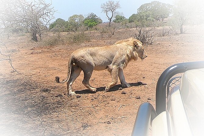 3 Night & 4 Day Private Kruger Park Safari - Meals and accommodation: convenient, but confirm the details