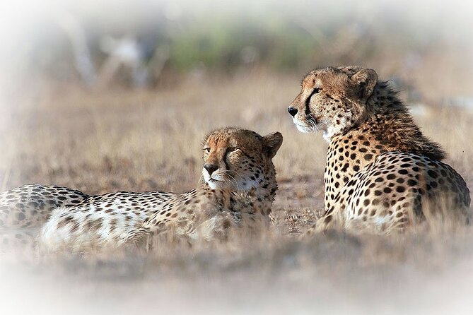 3 Night & 4 Day Private Kruger Park Safari - Day 1: Airport pickup, lunch, and your first Kruger drive