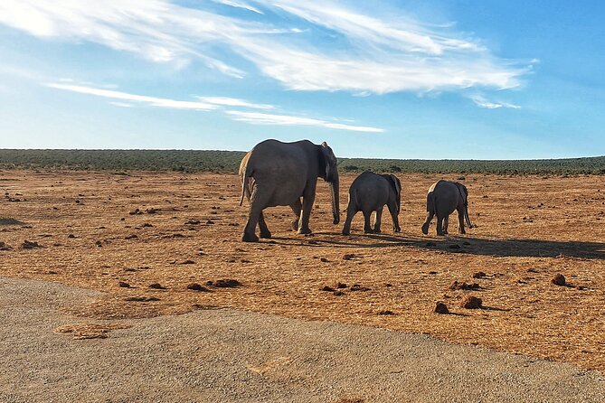 4 Day Addo to Karoo Safari - Why this route works so well in four days
