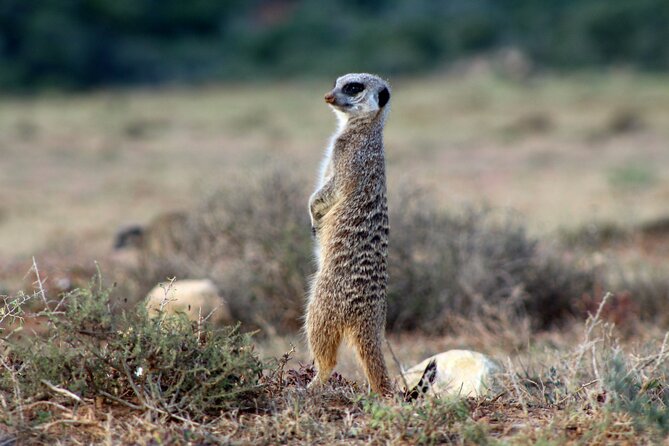 4 Day Addo to Karoo Safari - What the $859.99 price includes