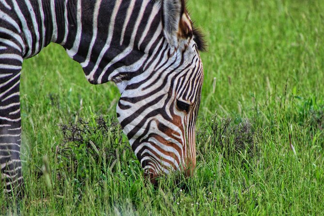 4 Day Addo to Karoo Safari - Who will enjoy this safari most