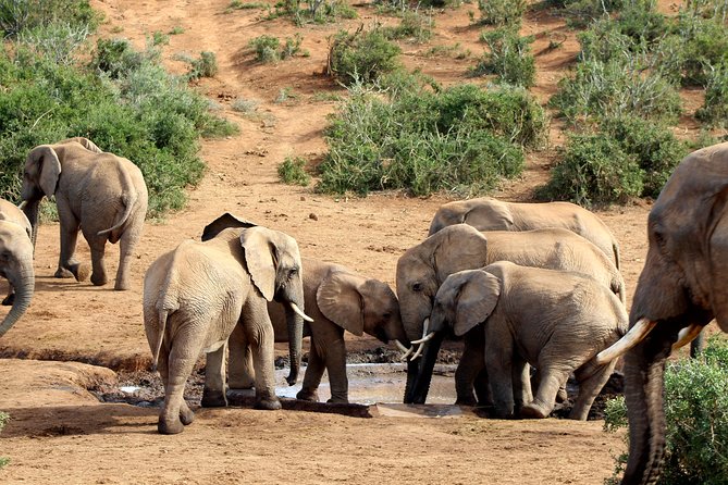 4 Day Addo to Karoo Safari - Practical details that affect your decision
