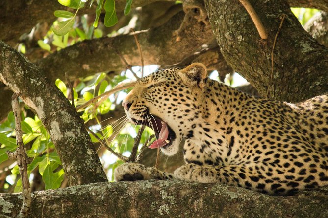 4 Day Budget Kruger National Park Safari - Day 1: Balule begins with sunset and a bush barbecue