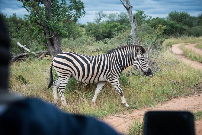 4 Day Classic Kruger National Park Safari - The tradeoffs to think about