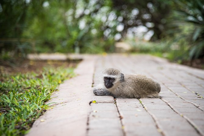 4 Day Classic Kruger National Park Safari - A walking safari in Balule on Day 2