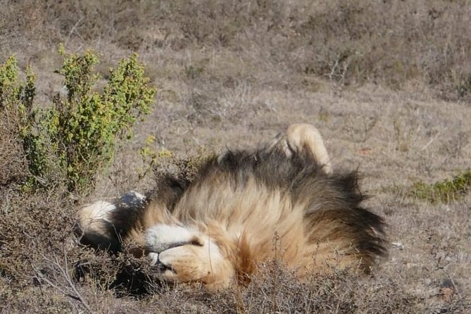 4 Day Garden Route Adventure & Safari - Guides can shape the whole experience