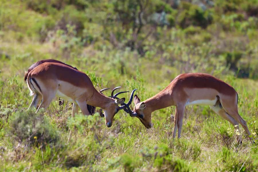 4-Day Garden Route Experience - Key points at a glance