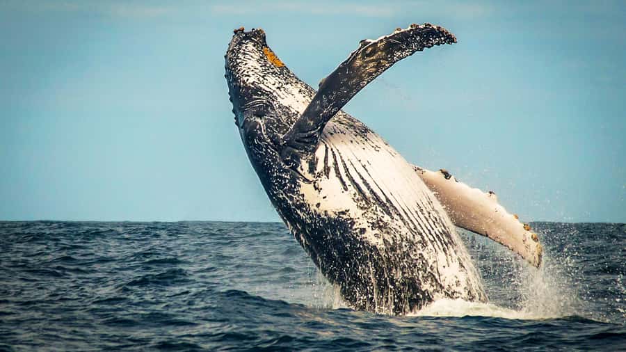 4-Day Garden Route Experience - Day 1: Route 62, Ronnie’s Sex Shop, and Cango Caves