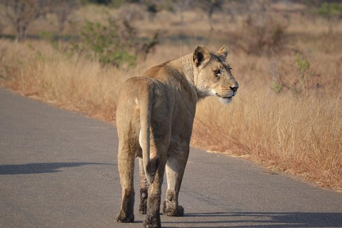 4-Day Hluhluwe Imfolozi and St Lucia Safari from Durban - Days two and three: game drives in Hluhluwe-Imfolozi
