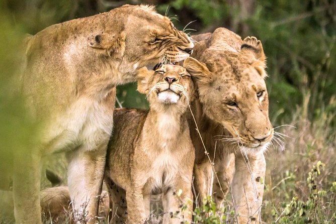 4 Day Kruger National Park and Panorama Route Safari - Why this four-day safari works
