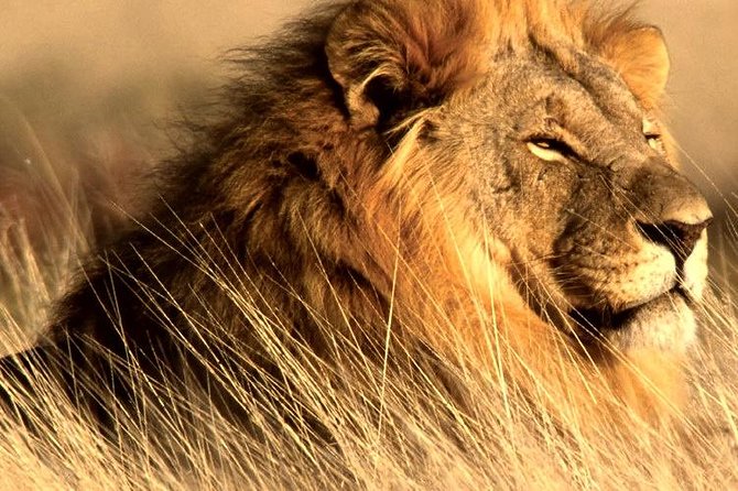 4 Day Kruger National Park and Panorama Route Safari - A full Skukuza game-viewing day
