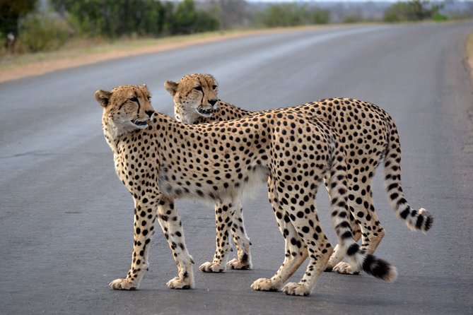 4-Day Kruger National Park Safari from Johannesburg - Why this Kruger safari works well from Johannesburg