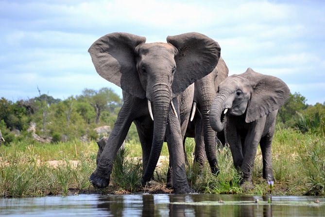 4-Day Kruger National Park Safari from Johannesburg - Day 4: One last drive and the return to Johannesburg