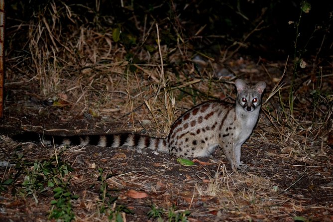 4-Day Kruger National Park Safari from Johannesburg - Practical details that affect your decision