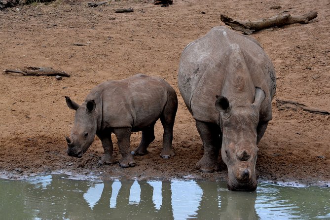 4-Day Kruger National Park Safari from Johannesburg - Bush-lodge nights and camp life