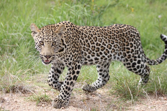 4 Day Kruger National Park Tour - Why this four-day format works