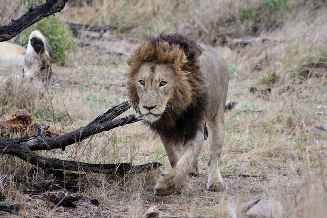 4 Day Kruger National Park Tour - The long road from Johannesburg to Greater Kruger