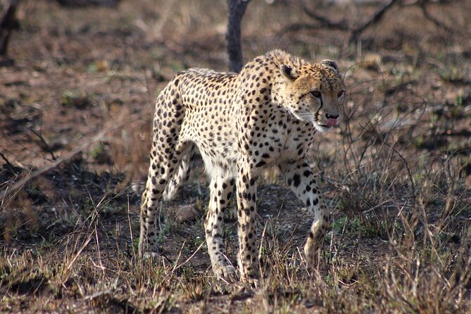 4 Day Kruger National Park Tour - A short bush walk to finish the trip