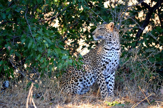 4 Night Kruger safari and Blyde Canyon - Day three brings more safari time