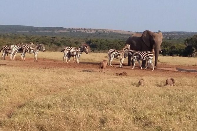 5 Day Cape to Addo Safari - Garden Route Small Group Tour - Why this five-day route works