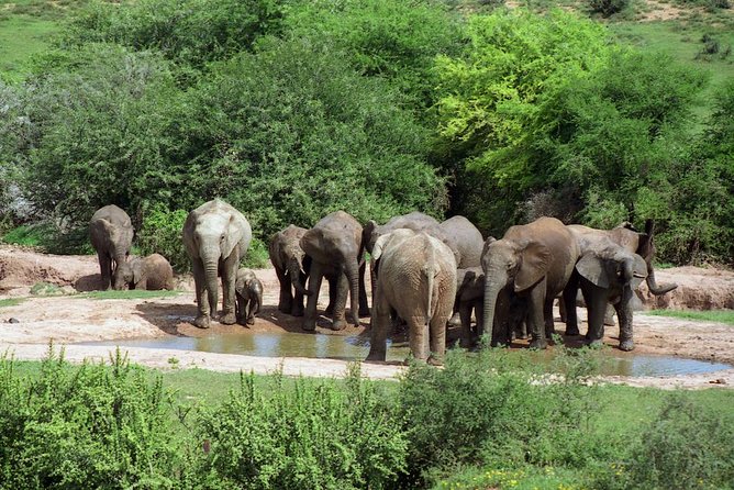 5 Day Cape to Addo Safari - Garden Route Small Group Tour - Day 2: Canoeing through Wilderness National Park