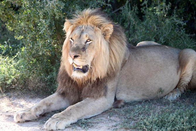 5 Day Cape to Addo Safari - Garden Route Small Group Tour - Day 5: Oudtshoorn and the Cango Caves