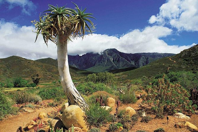 5 Day Cape to Addo Safari - Garden Route Small Group Tour - Accommodation, meals, and group style