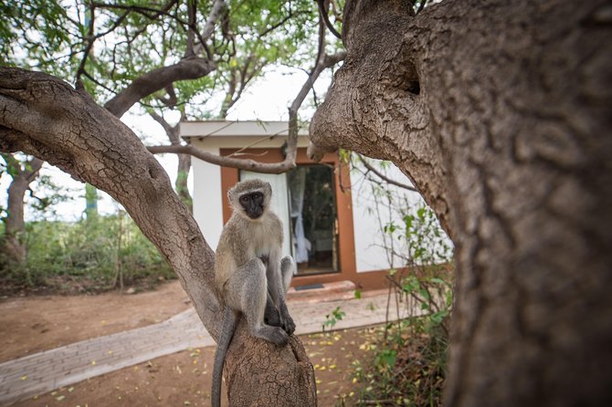 5 Day Classic Kruger National Park Safari - Day four: a second full day in Kruger
