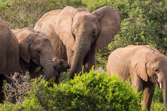 5 Day Garden Route and Addo Safari - Best of South Africa Small Group Tour - Accommodation, meals, and daily comfort