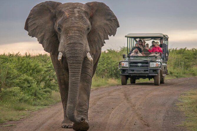 5 Day Garden Route and Addo Safari - Best of South Africa Small Group Tour - Day 2: Ostriches and the Cango Caves