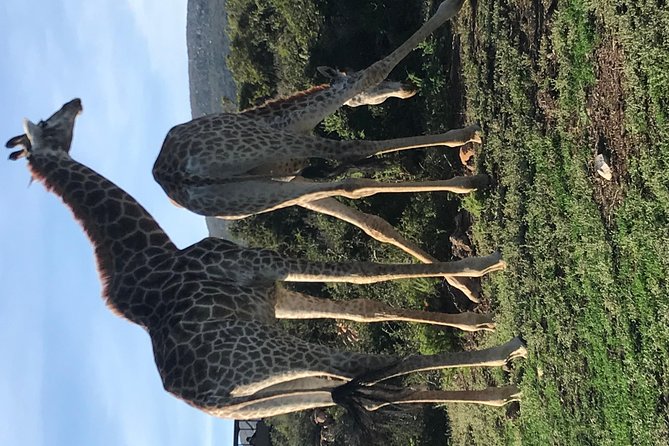 5 Day Garden Route Tour and Addo Elephant National Park - Day 5: Morning animals, Hermanus whales, and False Bay