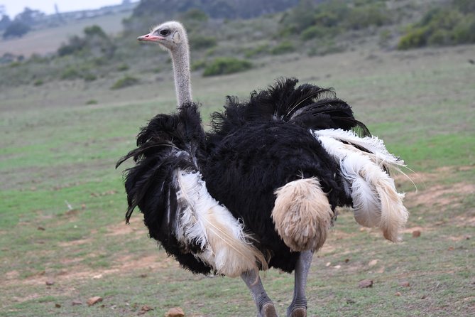 5 Day Garden Route Tour and Addo Elephant National Park - Accommodation, meals, and group size