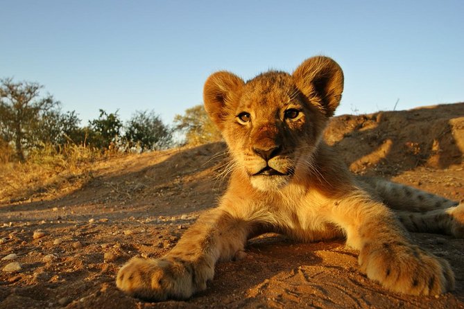 5 Day Kruger National Park and Panorama Route Safari - Day 5: Choosing between one more drive and a slower morning