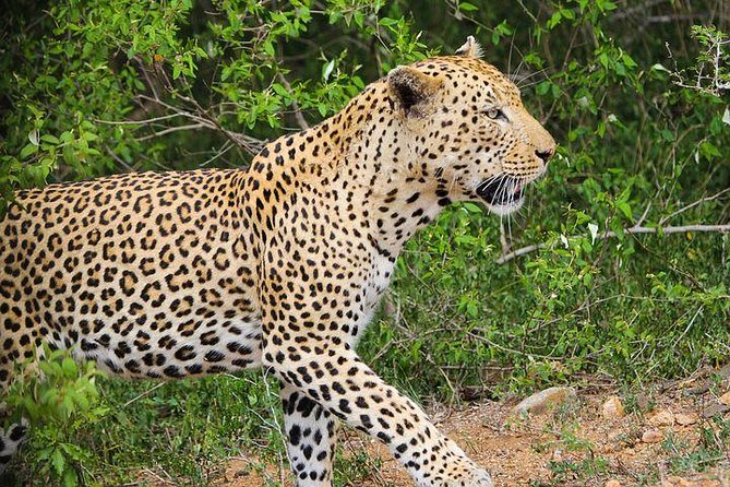 5 day-Kruger National Park Safari from Kruger Int. Airport (KMI), Panorama Route - Four nights near Kruger, not inside the park