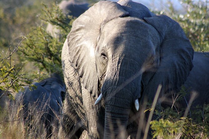 5 Day Kruger National Park tour - Day 1: Johannesburg to the Greater Kruger camp