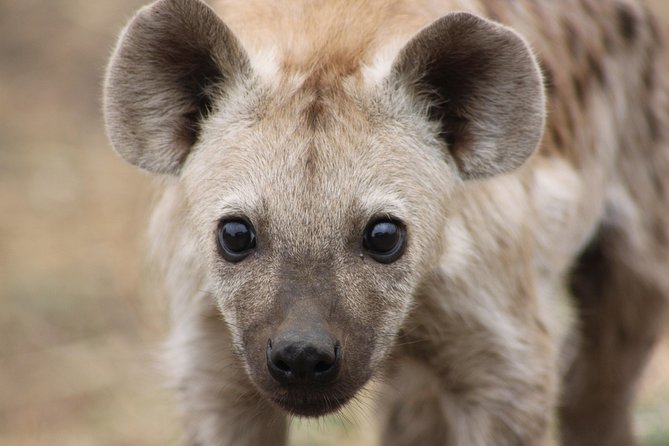 5 Day Kruger National Park tour - Day 2: A full safari through Orpen Gate