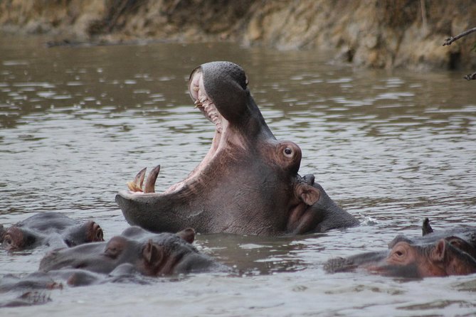 5 Day Kruger National Park tour - Day 3: Moholoholo and the Blyde River Canyon