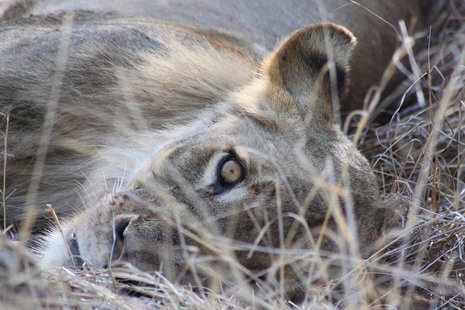 5 Day Kruger National Park tour - The food, transport, and daily costs